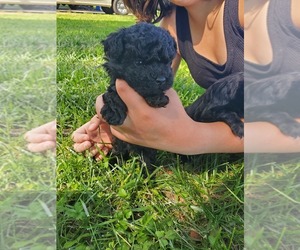Shih-Poo Puppy for sale in SPOTSYLVANIA, VA, USA