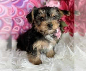 Yorkshire Terrier Puppy for Sale in ROCK STREAM, New York USA