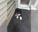 Puppy 7 Australian Shepherd