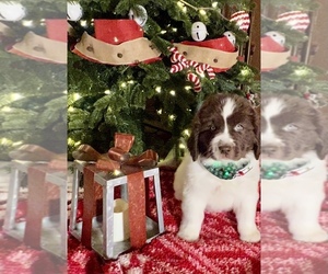 Newfoundland Puppy for sale in DEERFIELD, OH, USA