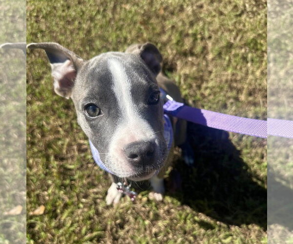 Medium Photo #37 Mutt Puppy For Sale in Mount Laurel, NJ, USA