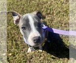 Small #36 Mutt