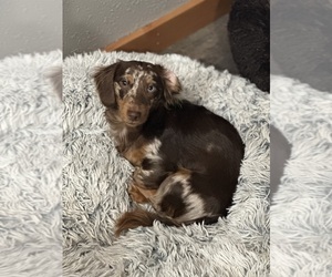 Father of the Dachshund puppies born on 07/07/2025