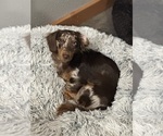 Small Photo #1 Dachshund Puppy For Sale in UNIONVILLE, IA, USA
