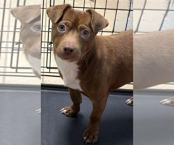 Medium Photo #1 Feist Terrier-Unknown Mix Puppy For Sale in Staley, NC, USA