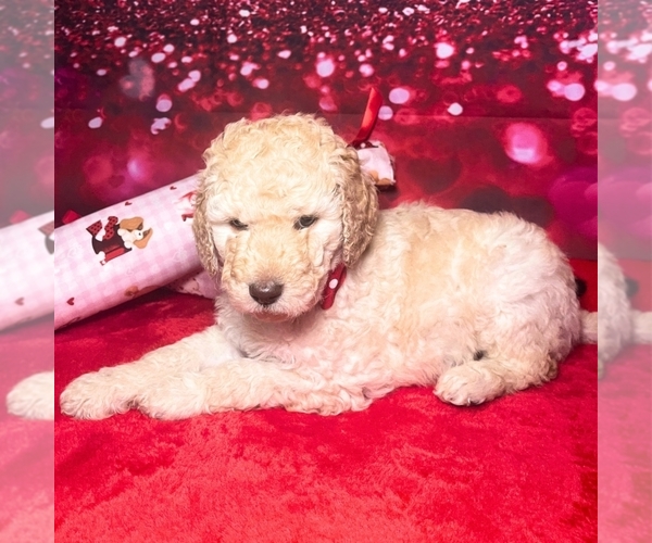 Medium Photo #2 Goldendoodle Puppy For Sale in GONZALES, LA, USA