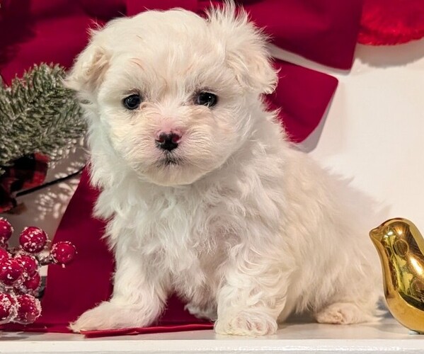 Medium Photo #7 Maltese Puppy For Sale in GOSHEN, IN, USA