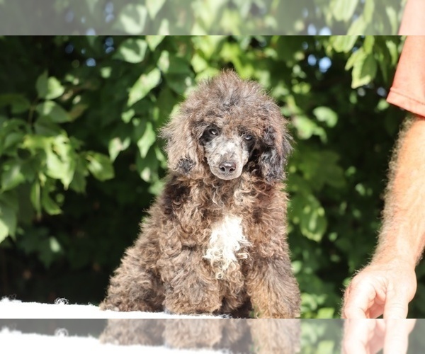 Medium Photo #5 Poodle (Miniature) Puppy For Sale in DYERSBURG, TN, USA