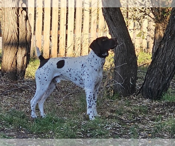 Medium Photo #1 German Shorthaired Pointer Puppy For Sale in EVANSVILLE, WY, USA