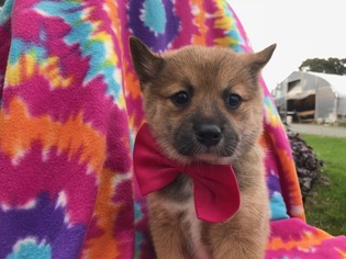 Pom-Shi Puppy for sale in QUARRYVILLE, PA, USA