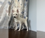 Small Photo #14 Alaskan Klee Kai Puppy For Sale in DURHAM, CT, USA