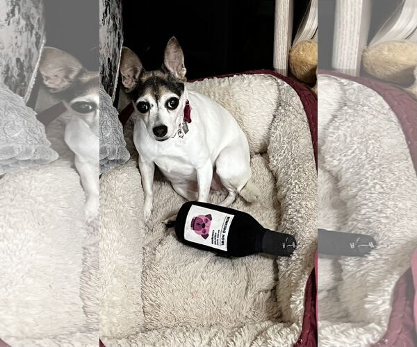Medium Photo #4 Rat-Cha Puppy For Sale in The Woodlands, TX, USA