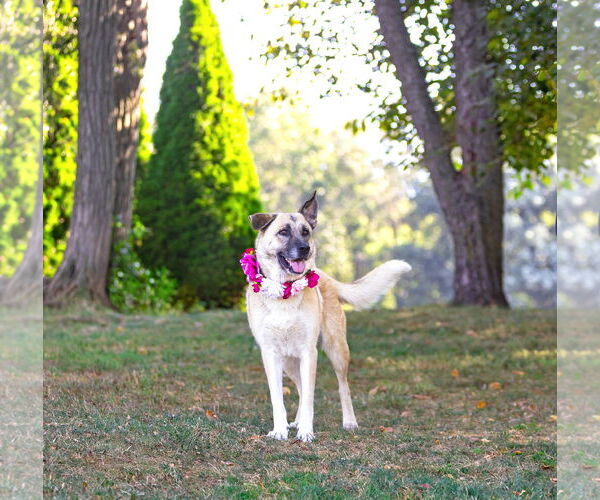 Medium Photo #3 German Shepherd Dog-Unknown Mix Puppy For Sale in Unionville, PA, USA