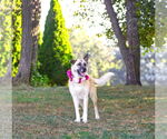 Small #2 German Shepherd Dog Mix