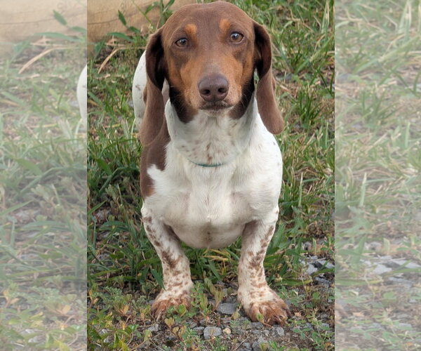 Medium Photo #1 Dachshund Puppy For Sale in Shelbyville, TN, USA