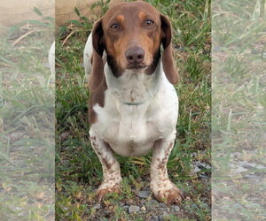 Dachshund Dogs for adoption in Shelbyville, TN, USA