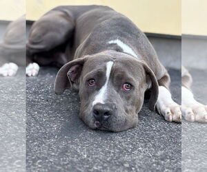 American Pit Bull Terrier Dogs for adoption in Pasadena, CA, USA