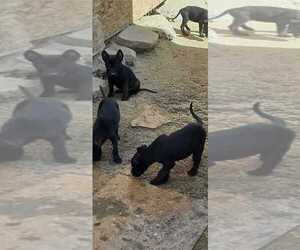 Belgian Malinois Puppy for sale in LAKE LA, CA, USA