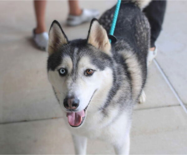 Medium Photo #4 Siberian Husky Puppy For Sale in Holly Springs, NC, USA