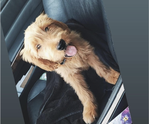 Goldendoodle Puppy for sale in GREENFIELD, IN, USA