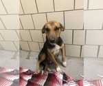 Small #17 Beagle-Collie Mix