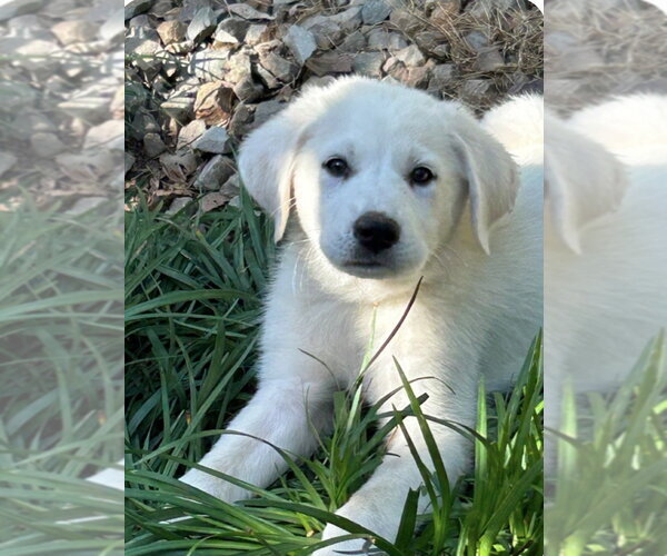 Medium Photo #1 Labrenees Puppy For Sale in Rockaway, NJ, USA