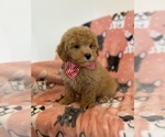 Small Photo #18 Poodle (Toy) Puppy For Sale in SYLMAR, CA, USA