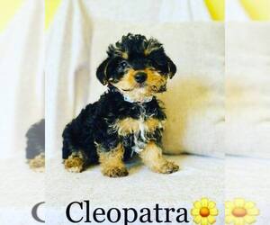 YorkiePoo Puppy for sale in ALGOOD, TN, USA