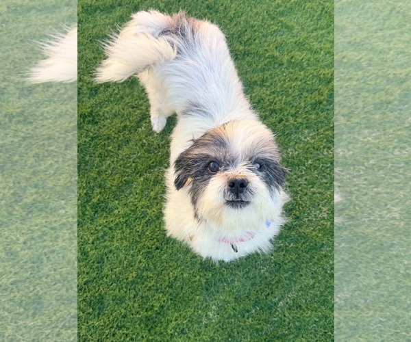 Medium Photo #1 Shih Tzu Puppy For Sale in Las Vegas, NV, USA