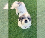 Doug - Male Shih Tzu Dog for Adoption - Small photo
