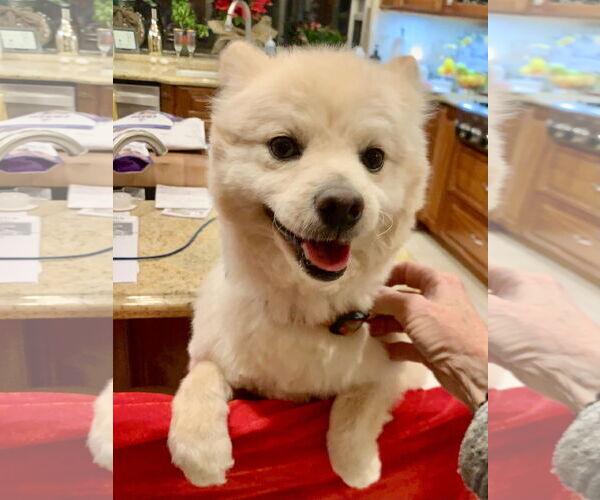 Medium Photo #1 Pomeranian-Unknown Mix Puppy For Sale in Santa Clarita, CA, USA
