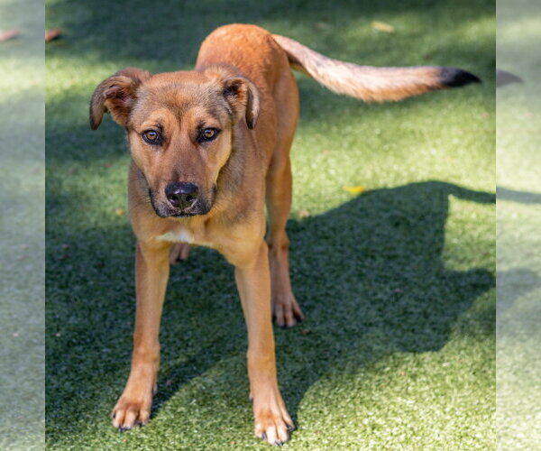 Medium Photo #2 Black Mouth Cur-Unknown Mix Puppy For Sale in Hilton Head, SC, USA