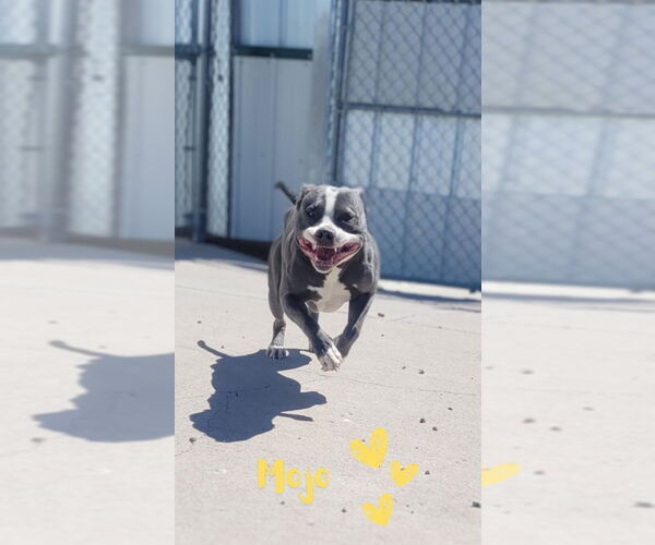 Medium Photo #1 Staffordshire Bull Terrier Puppy For Sale in Monte Vista, CO, USA