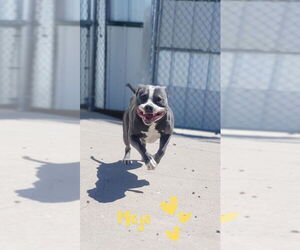 Staffordshire Bull Terrier Dogs for adoption in Monte Vista, CO, USA