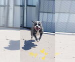 Small Staffordshire Bull Terrier