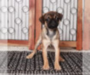 Puggle Puppy for sale in NAPLES, FL, USA