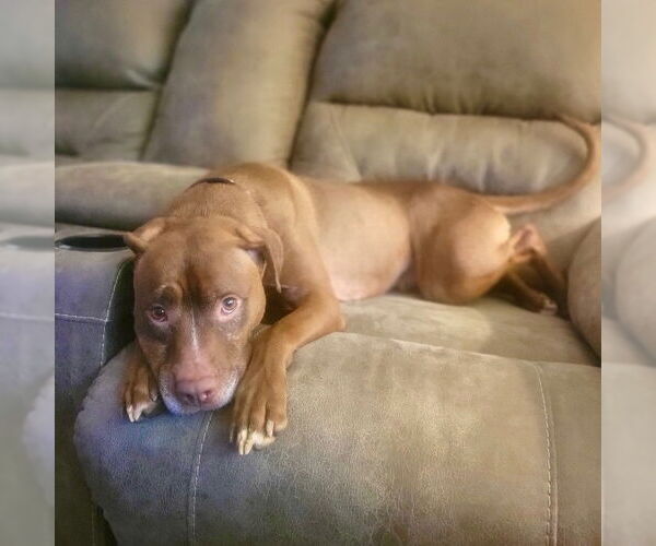 Medium Photo #4 American Staffordshire Terrier-Unknown Mix Puppy For Sale in columbia, SC, USA