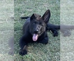 Small #4 German Shepherd Dog