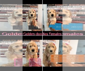 Goldendoodle Puppy for Sale in ORLANDO, Florida USA