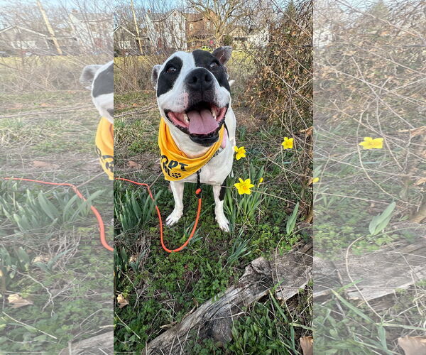 Medium Photo #6 American Pit Bull Terrier Puppy For Sale in Germantown, OH, USA