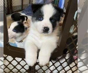 Siberian Husky-Unknown Mix Puppy for sale in VANCOUVER, WA, USA