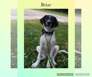 Labradoodle Dogs for adoption in Kewanee, IL, USA