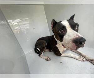 Bullboxer Pit Dogs for adoption in Houston, TX, USA