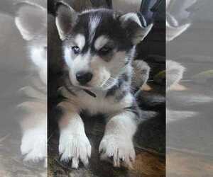 Siberian Husky Puppy for Sale in BURLINGTON, Washington USA
