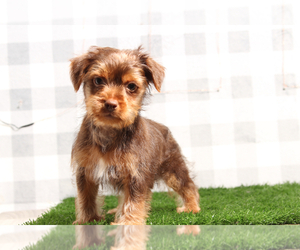 Yorkshire Terrier Puppy for sale in MARIETTA, GA, USA
