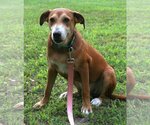 Small Photo #5 Feist Terrier-Labrador Retriever Mix Puppy For Sale in Attalka, AL, USA