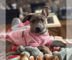 Mutt Dogs for adoption in Brooklyn Center, MN, USA