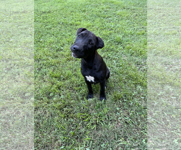 Medium Photo #4 American Pit Bull Terrier-Border Collie Mix Puppy For Sale in Ball Ground, GA, USA