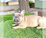 Small #3 French Bulldog