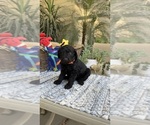 Small #4 Labradoodle